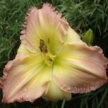 Hemerocallis 'Honey Jubilée'