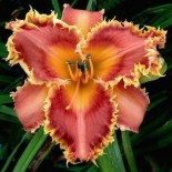 Hemerocallis 'Interview with a Vampire'