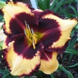 Hemerocallis 'Ivan Attitude'