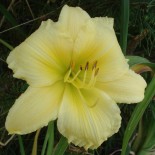 Hemerocallis 'Big Time Happy'