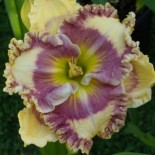 Hemerocallis 'Janet and Bill'