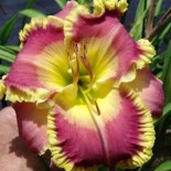 Hemerocallis 'John Todd'