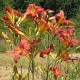 Hemerocallis 'Red Clouds'