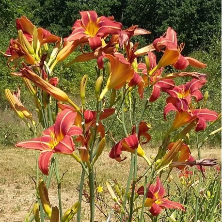 Hemerocallis 'Red Clouds'