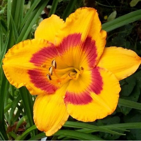 Hemerocallis 'Fooled Me'