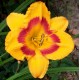 Hemerocallis 'Fooled Me'