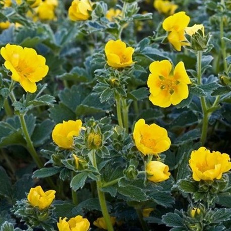 Potentilla megalantha