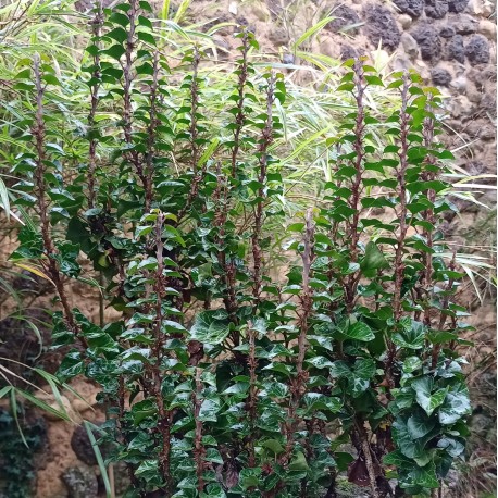 Hedera helix 'Erecta