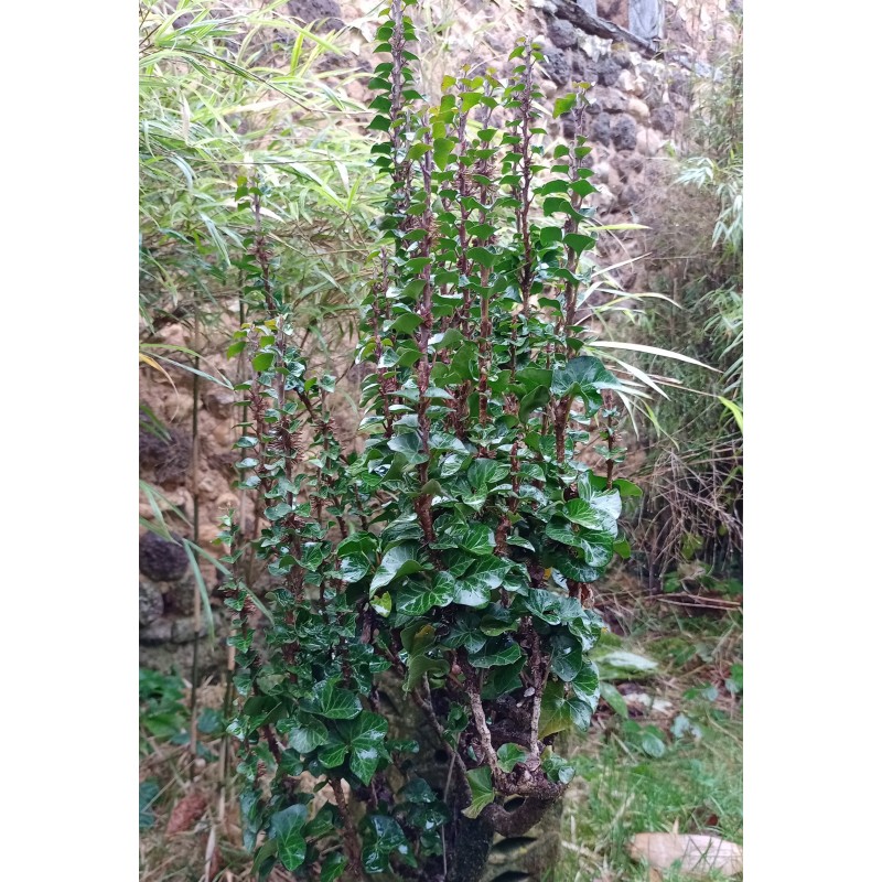 Hedera Helix Erecta Pépinière Du Lac Des Joncs