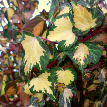 Hedera helix 'Gold Heart'