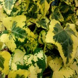 Hedera helix 'Golden Girl'