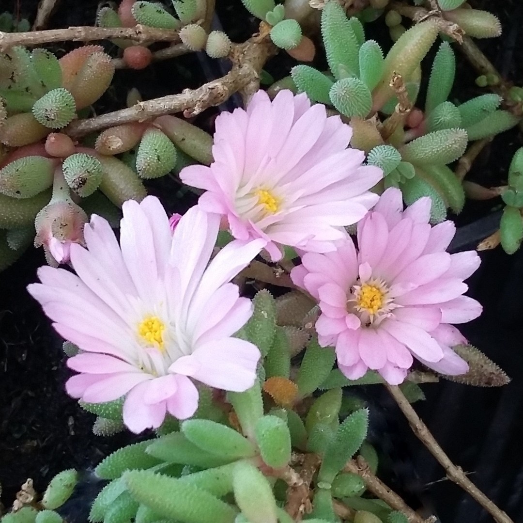 Jewel of store desert rose quartz