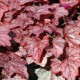 Heuchera 'Georgia Peach'