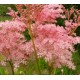 Filipendula rubra 'Venusta'