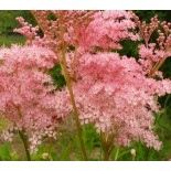 Filipendula rubra 'Venusta'