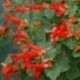 Salvia regla