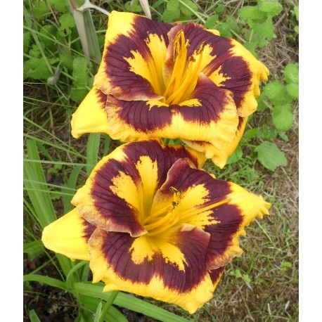 Hemerocallis 'Deep Impact'