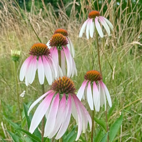 Echinacea purpurea 'Pretty Parasol'