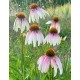 Echinacea purpurea 'Pretty Parasol'