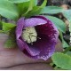 Helleborus orientalis 'Aubergine'