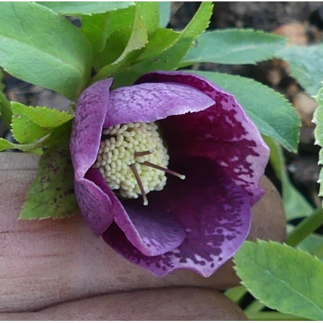 Helleborus orientalis 'Aubergine'