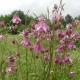 Aquilegia vulgaris 'Arielle'