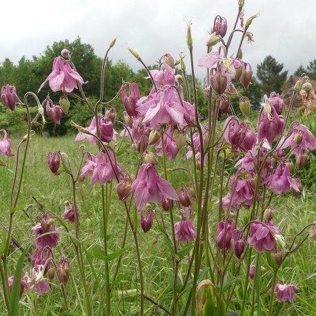 Aquilegia vulgaris 'Arielle'