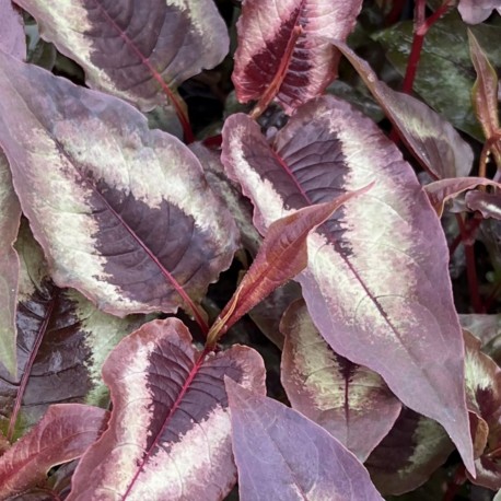 Persicaria microcephala 'Red Dragon'