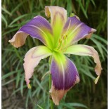 Hemerocallis 'Navajo Poney'