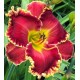 Hemerocallis 'Big Red Wagon'