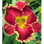 Hemerocallis 'Big Red Wagon'