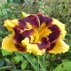 Hemerocallis 'Deep Impact'