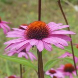 Echinacea purpurea 'Magnus'