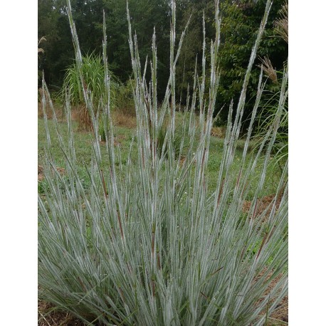 Schizachyrium scoparium 'Ha Ha Tonka'