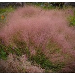 Muhlenbergia reverchonii