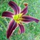 Hemerocallis 'Terre De Feu'