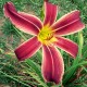 Hemerocallis 'Terre De Feu'