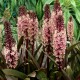 Eucomis comosa 'Sparkling Burgundy'