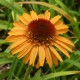 Echinacea 'Supreme Cantaloupe'