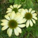 Echinacea purpurea 'Sunrise'