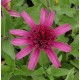 Echinacea purpurea 'Minibelle'