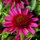 Echinacea purpurea 'Minibelle'