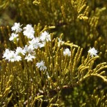 Hebe ochracea 'James Stirling'