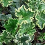 Hedera helix 'Quasimodo'