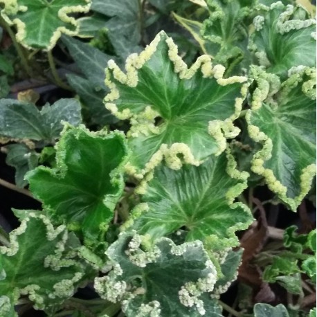 Hedera helix 'Quasimodo'