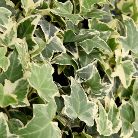 Hedera helix 'Eva'