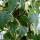 Hedera helix 'Eva'