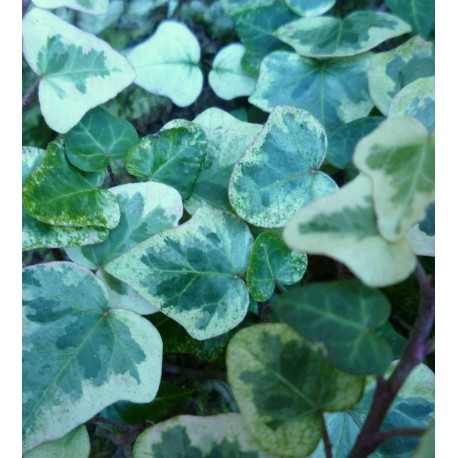 Hedera helix 'White Wonder'