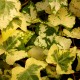 Hedera helix 'Golden Ingo'