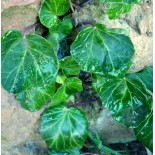 Hedera helix 'Kurios'